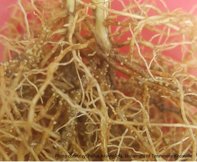 Introduction to plant-parasitic nematodes